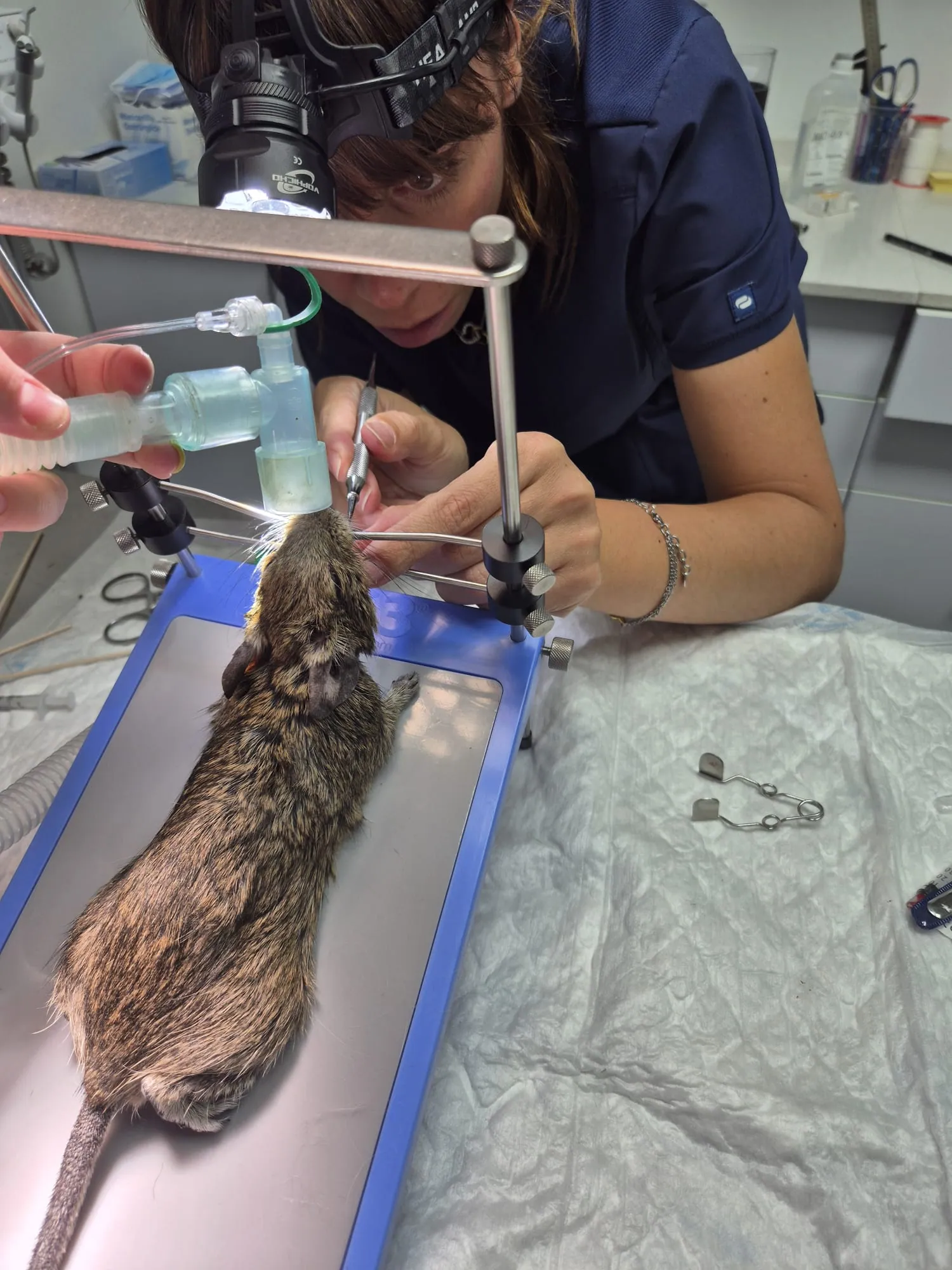 Procedimiento odontológico en un pequeño roedor