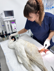 Atención veterinaria especializada a un ave