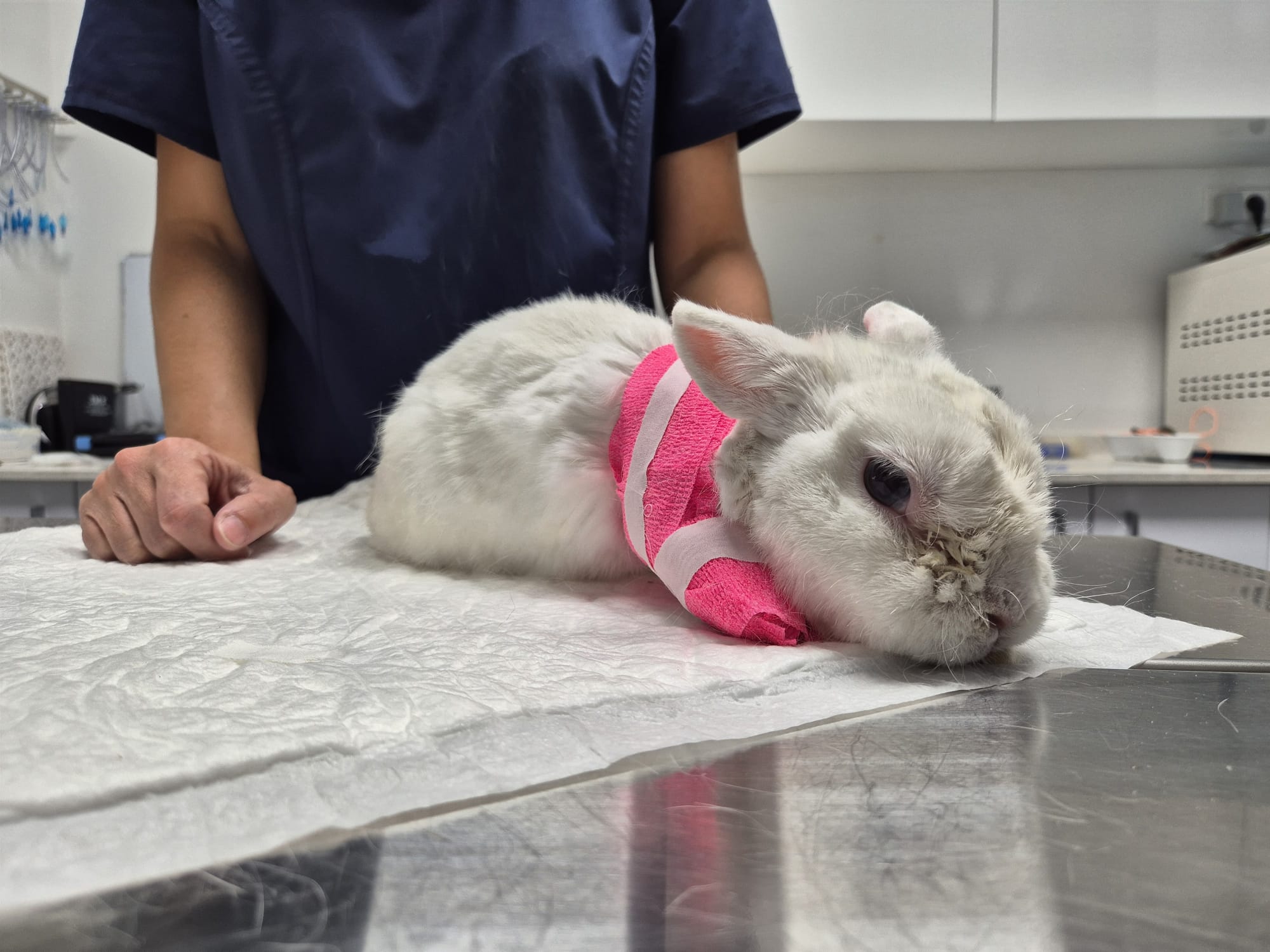 Conejo en recuperación tras un procedimiento veterinario