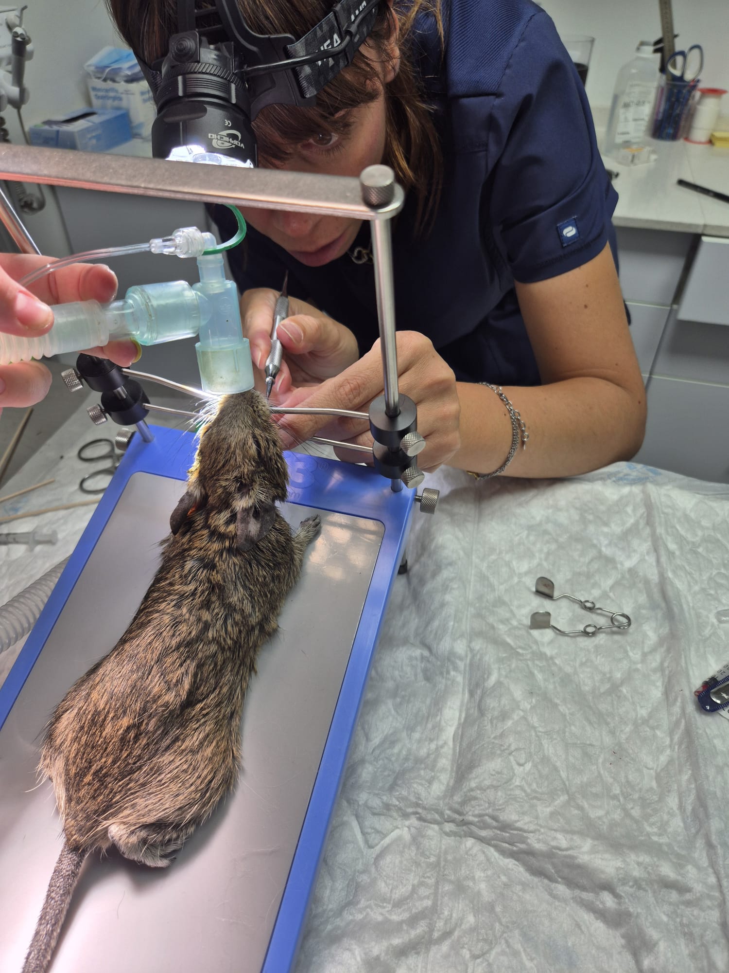 Procedimiento odontológico en un pequeño roedor