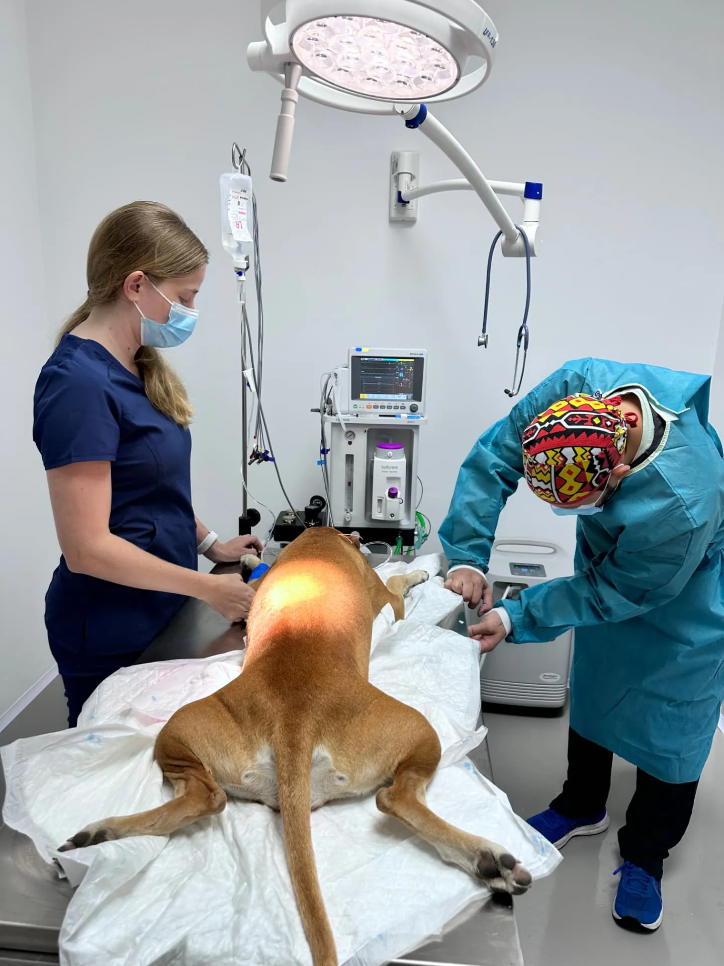 Veterinary team preparing a patient for surgery