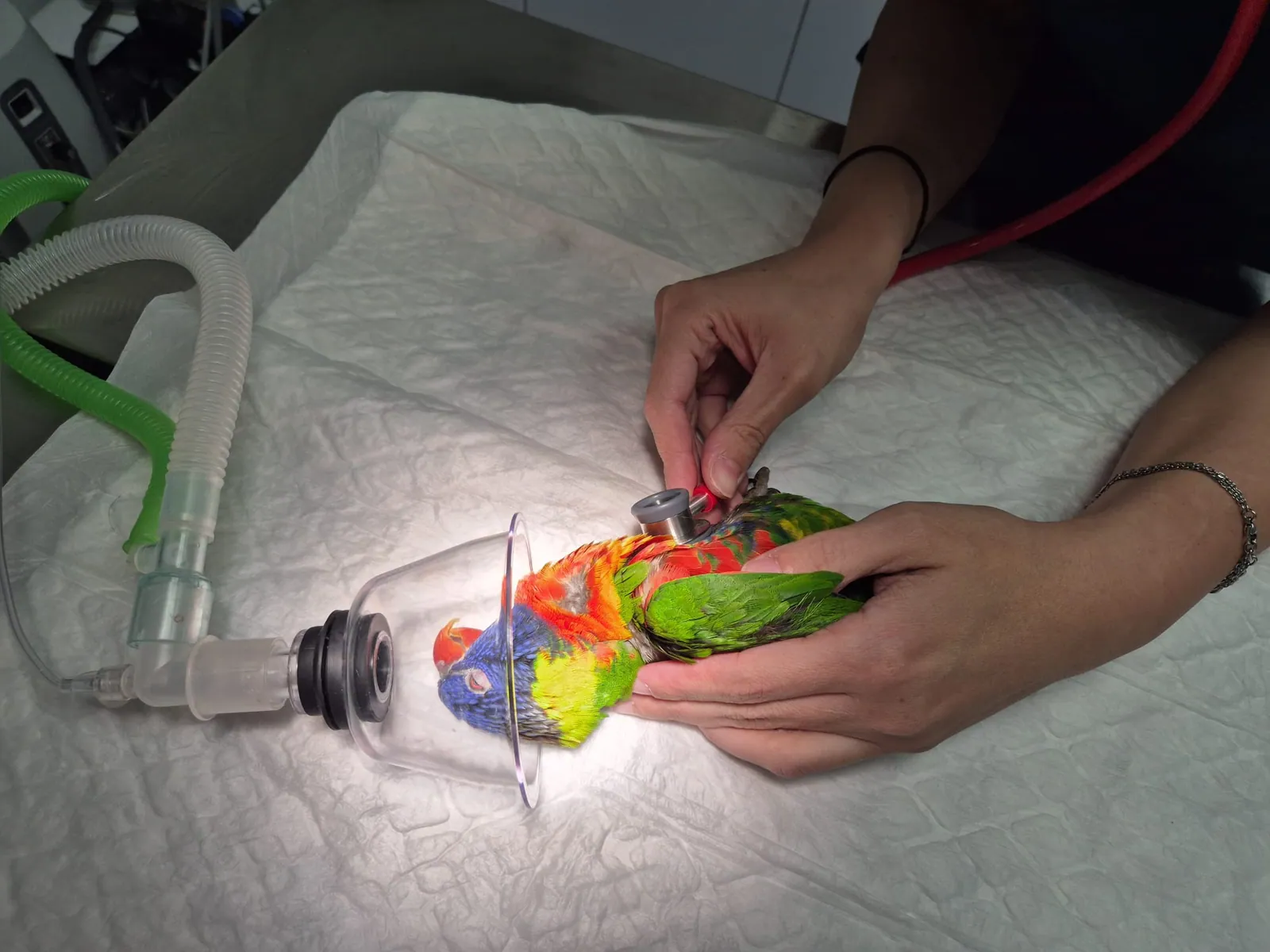 Ave exótica con oxígeno durante una exploración