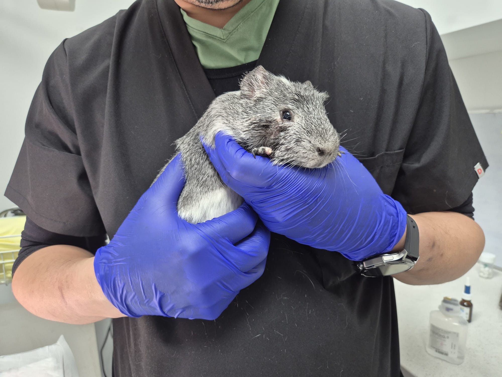 Veterinario sosteniendo una cobaya durante una consulta de exóticos