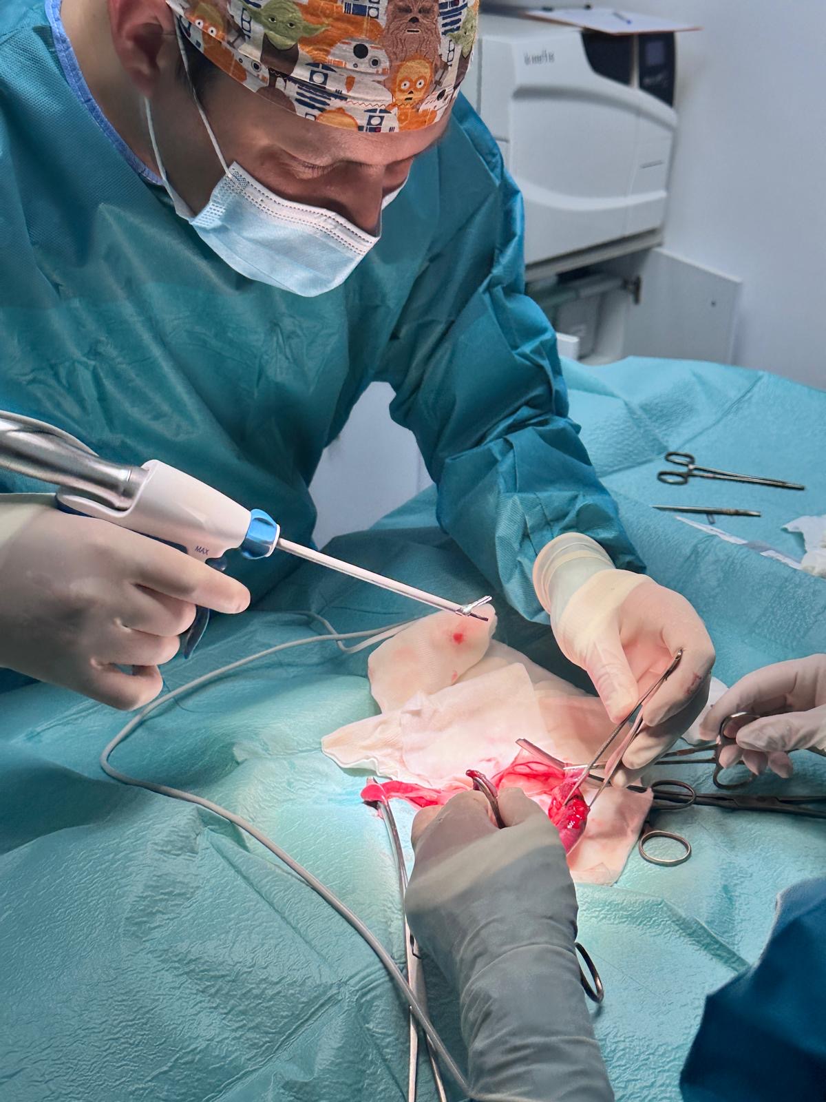 Cirugía laparoscópica veterinaria con equipo de diagnóstico por imagen