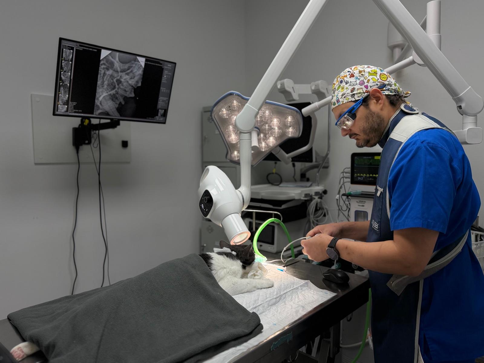 Limpieza dental veterinaria en quirófano en Clínica Veterinaria Tres Valles