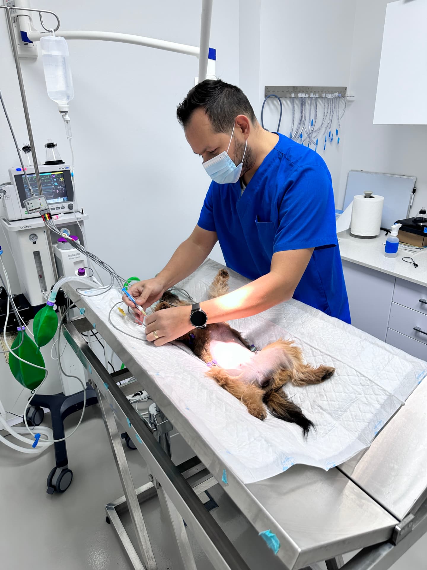 Veterinario monitorizando a un paciente durante un procedimiento
