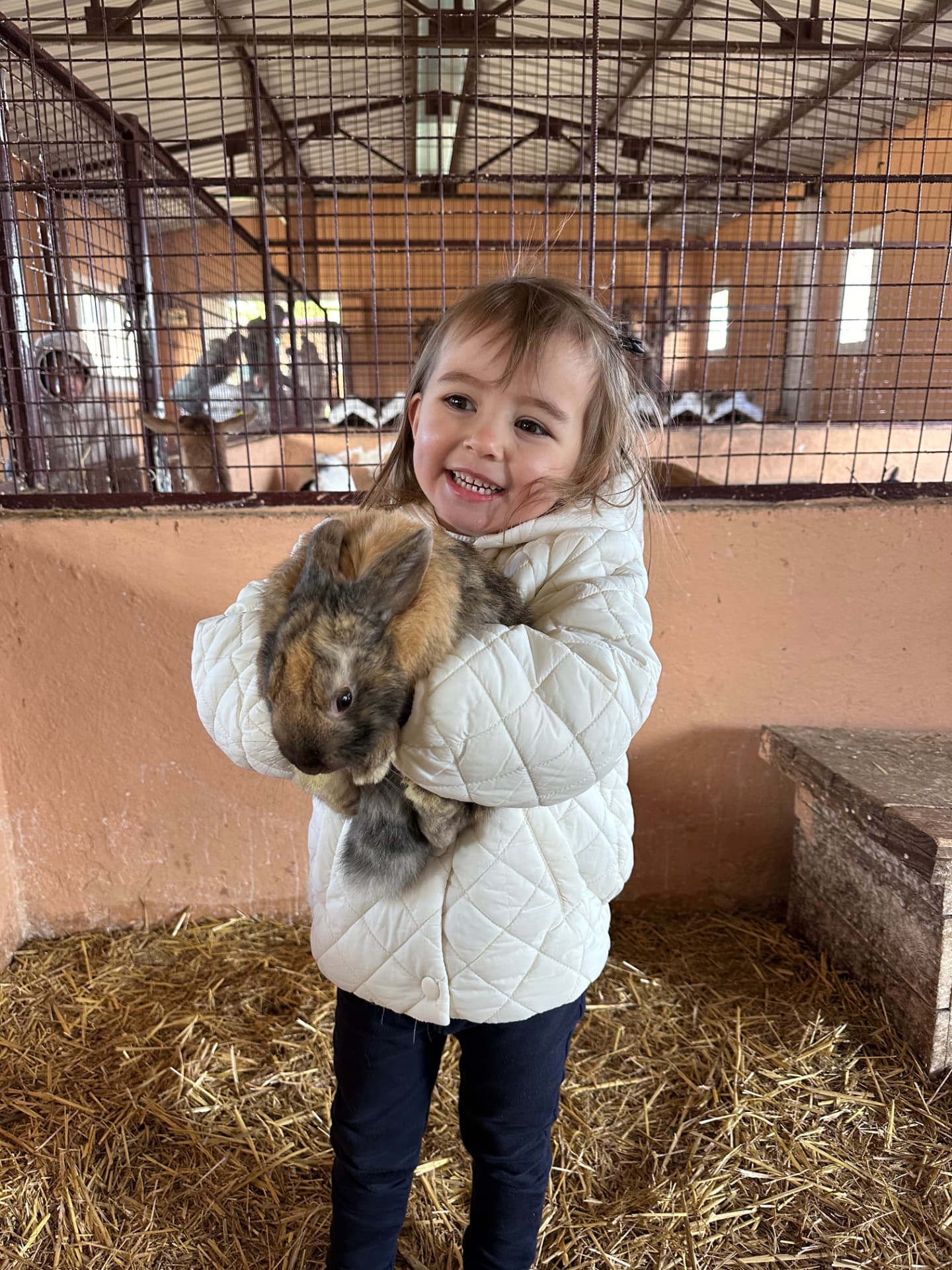 Castración de conejos en Clínica Veterinaria Tres Valles, Pozuelo de Alarcón