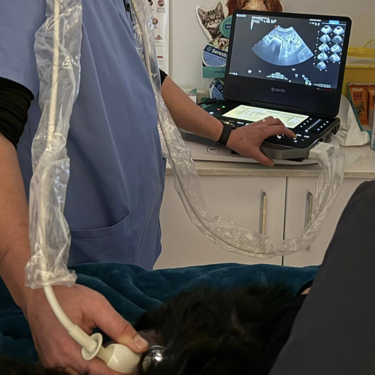 Ecografía abdominal y cardiaca veterinaria en Clínica Veterinaria Tres Valles