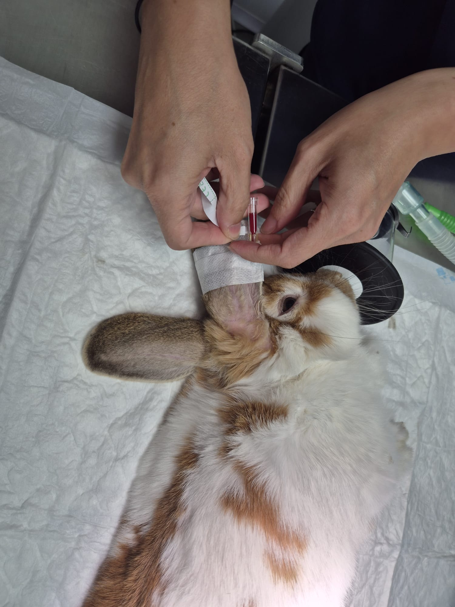 Colocación de vía intravenosa a un conejo anestesiado