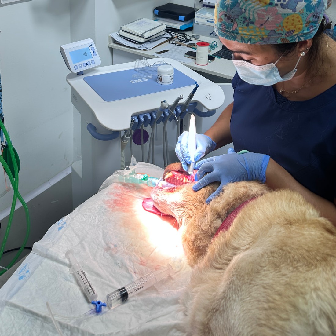 Limpieza de boca profesional a un perro bajo anestesia con monitorización