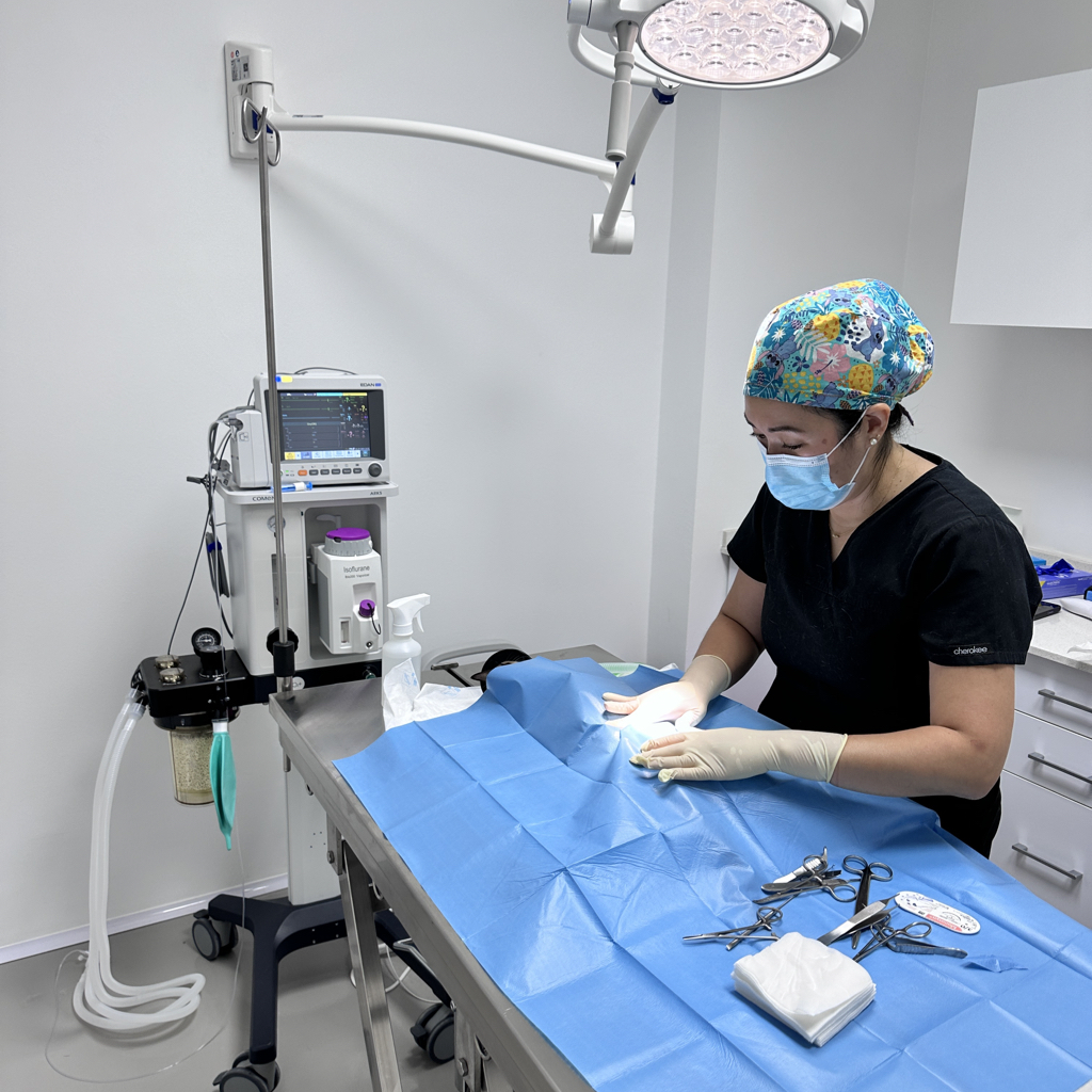 Veterinaria preparando el campo quirúrgico para una castración en Tres Valles