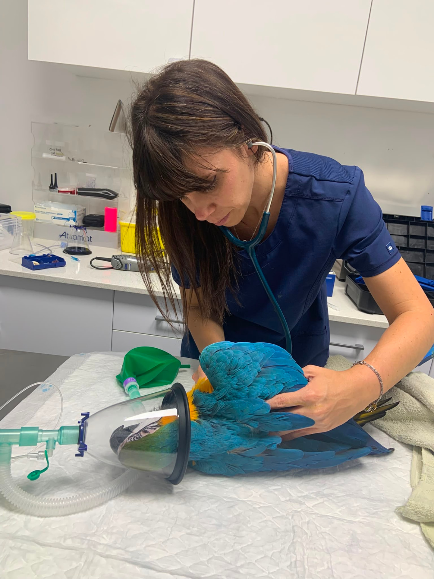 Veterinaria atendiendo un ave exótica con monitorización