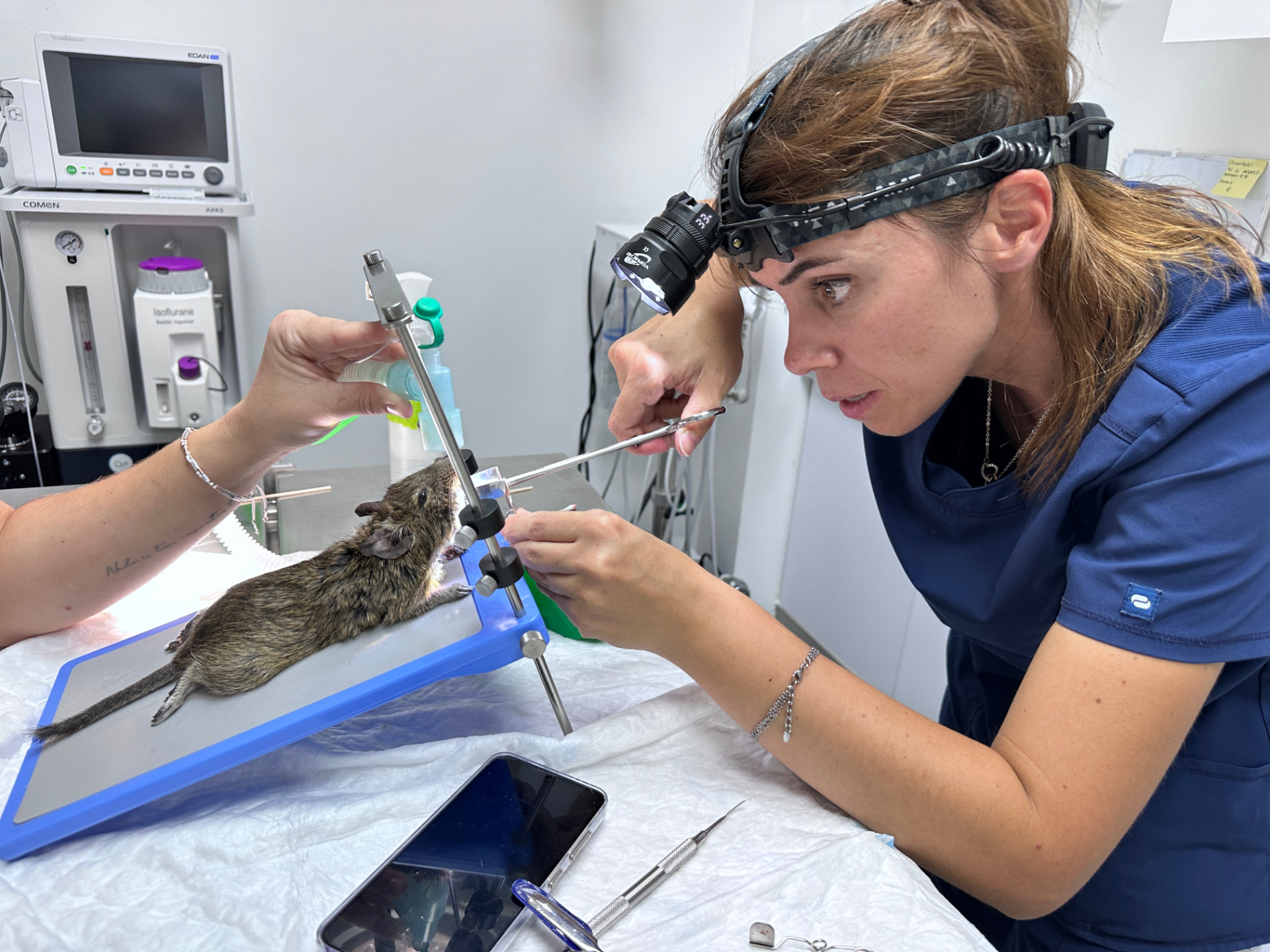 Veterinaria de animales exóticos atendiendo a un roedor