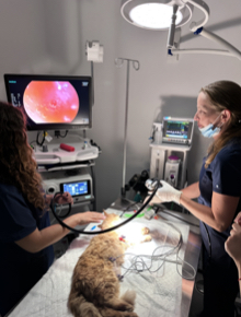 Equipo veterinario realizando una endoscopia