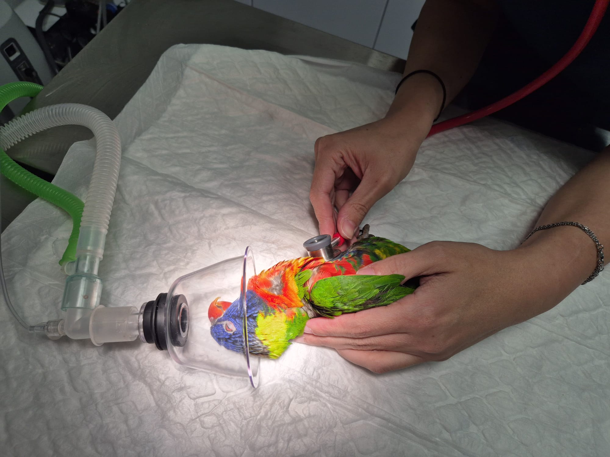 Ave exótica con oxígeno durante una exploración