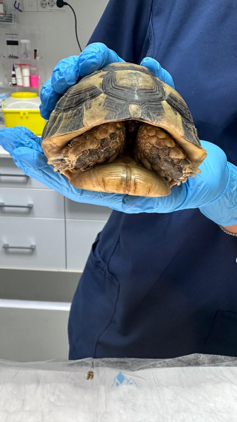 Tortuga sostenida durante una exploración veterinaria