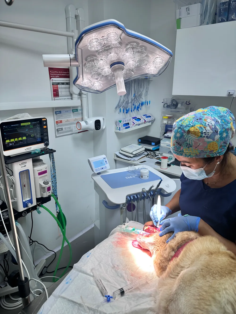 Veterinaria realizando una limpieza dental con ultrasonidos a un perro anestesiado y monitorizado en el quirófano de Tres Valles