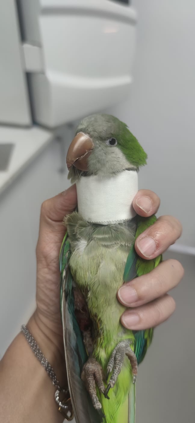 Ave exótica vendada durante su recuperación