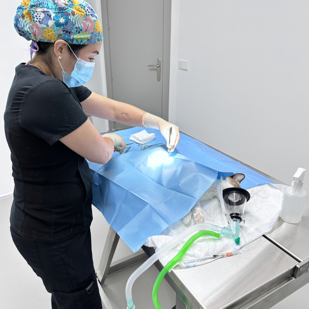 Veterinaria de Tres Valles realizando una castración en quirófano con monitorización anestésica