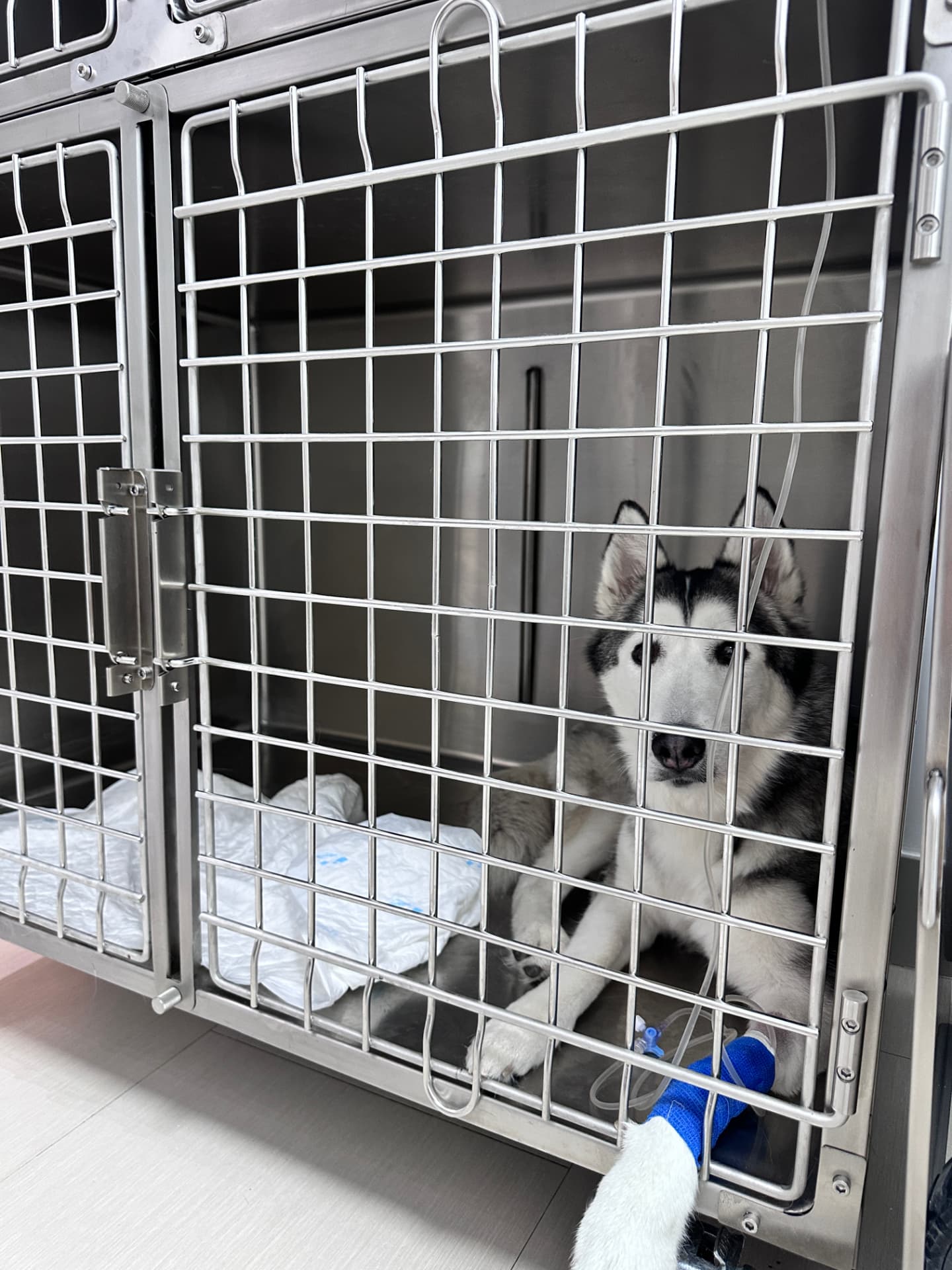 Hospitalización veterinaria para perros