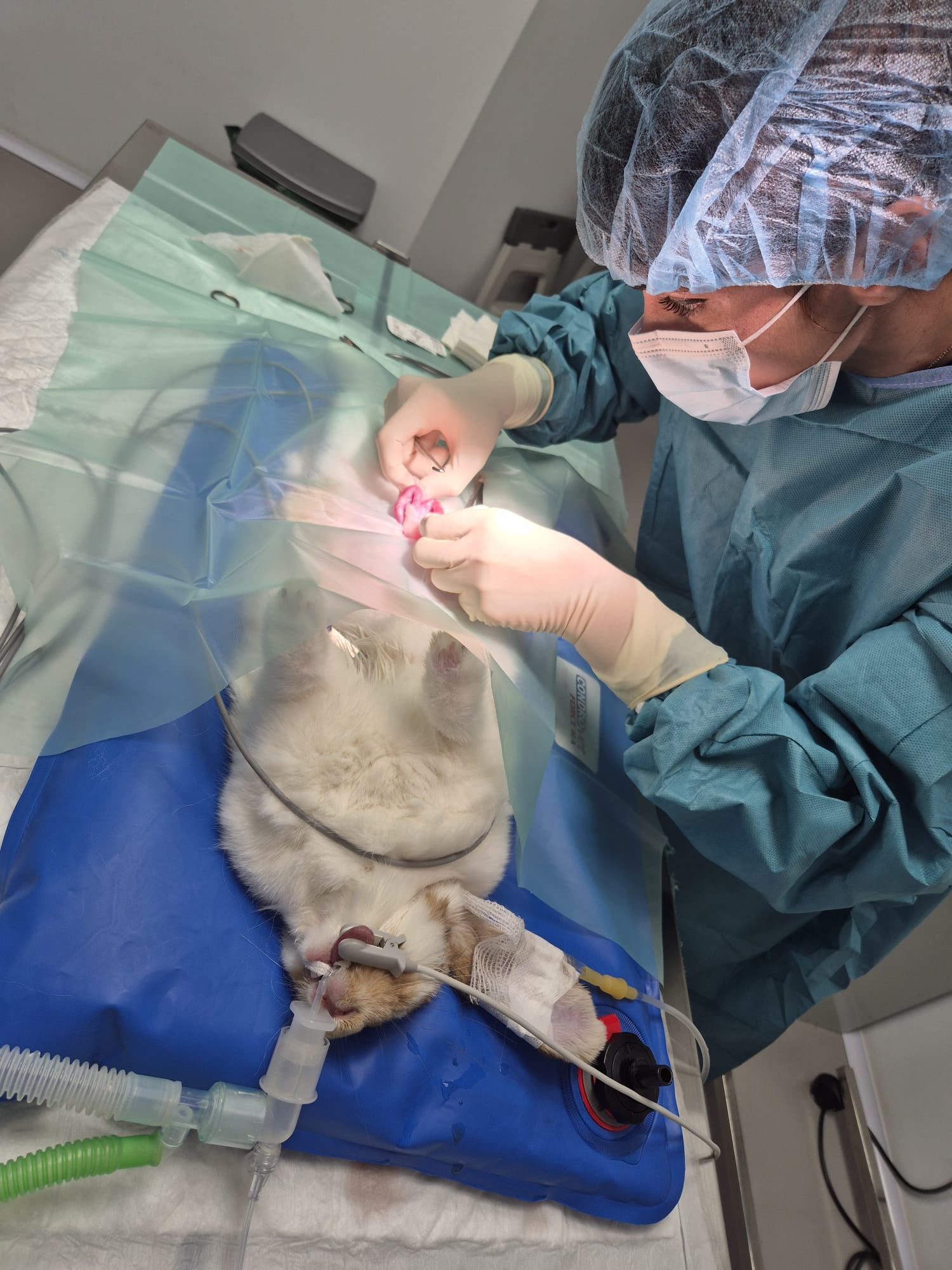 Veterinaria realizando una cirugía a un conejo