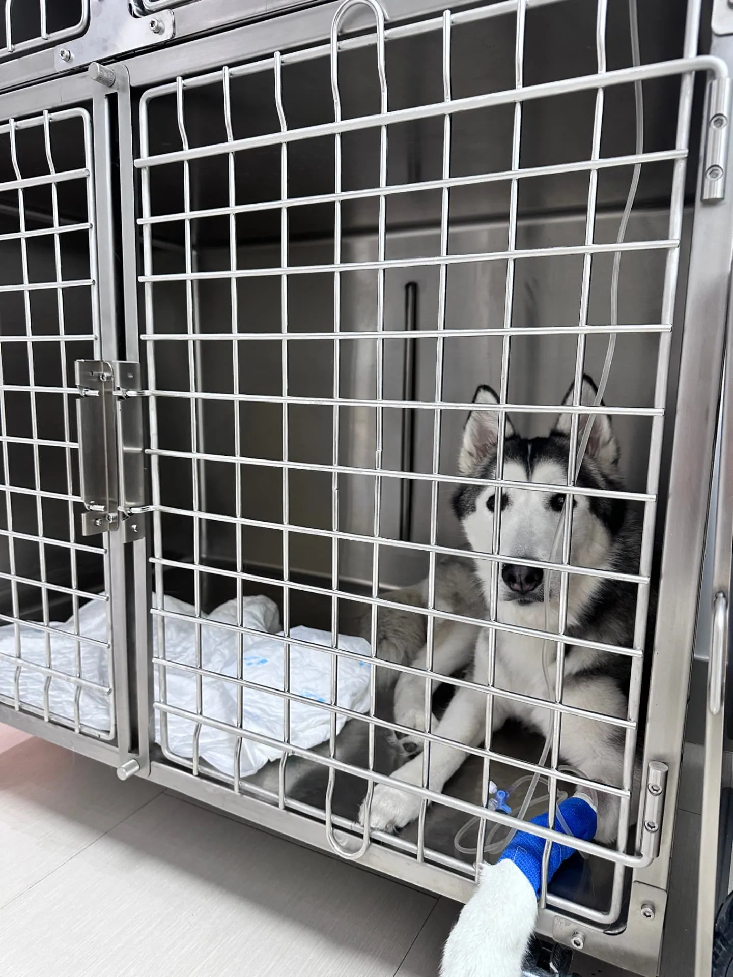 Veterinary hospitalisation for dogs