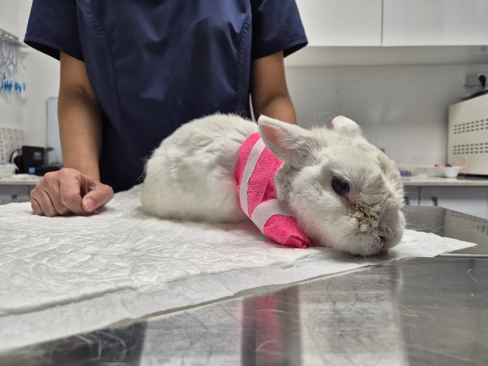 Conejo en recuperación tras un procedimiento veterinario