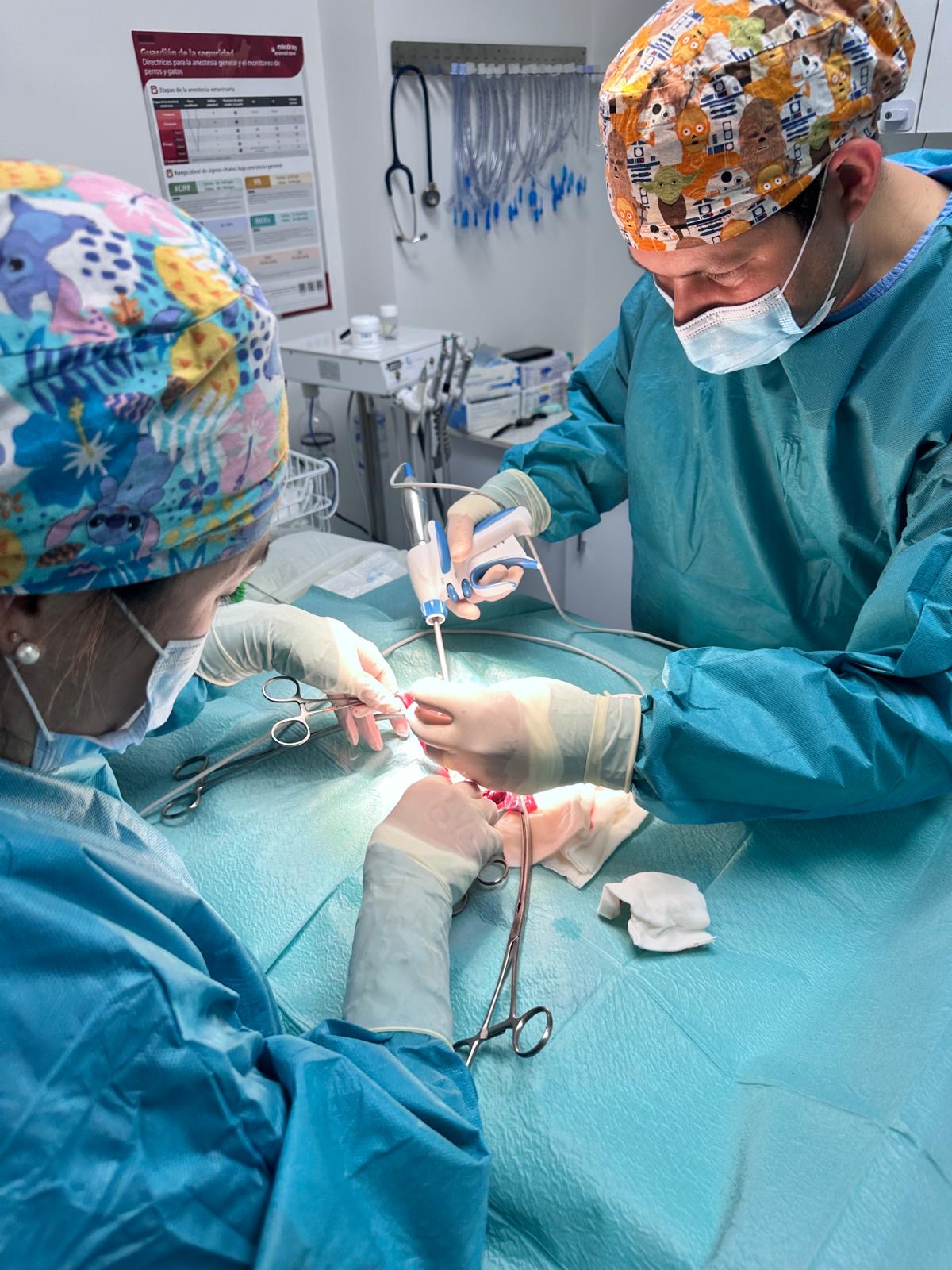 Primer plano de un procedimiento quirúrgico veterinario