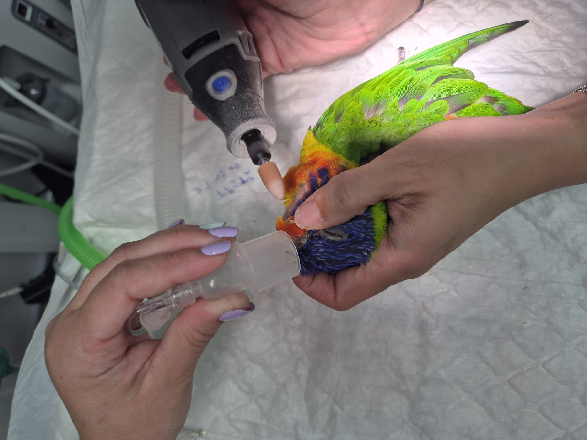 Tratamiento del pico de un ave bajo anestesia