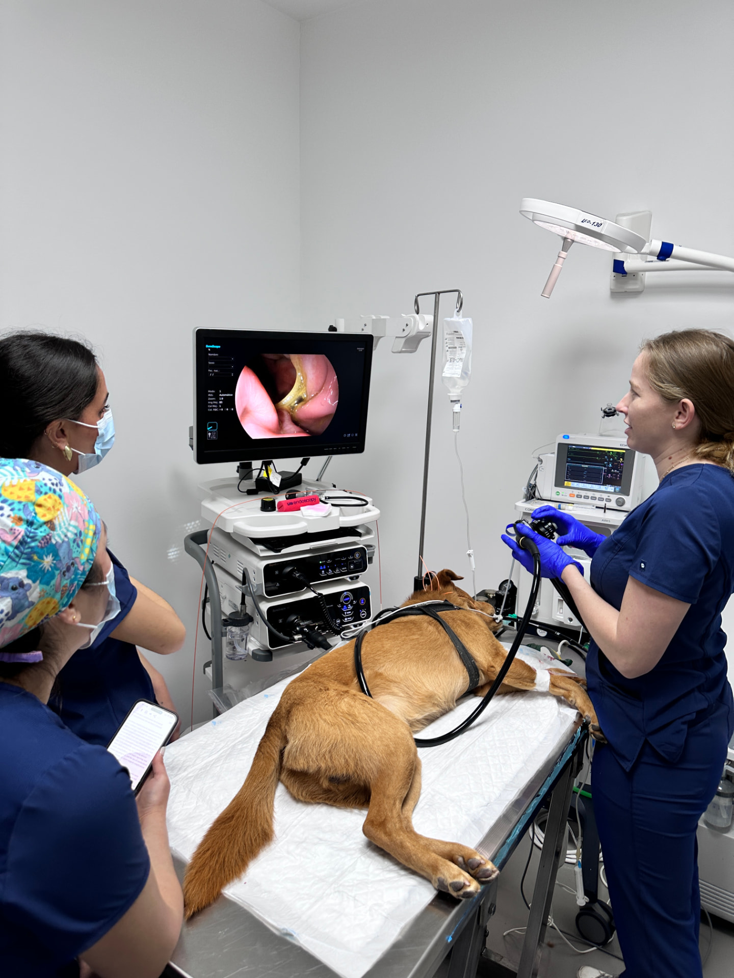 Endoscopia veterinaria en Clínica Veterinaria Tres Valles
