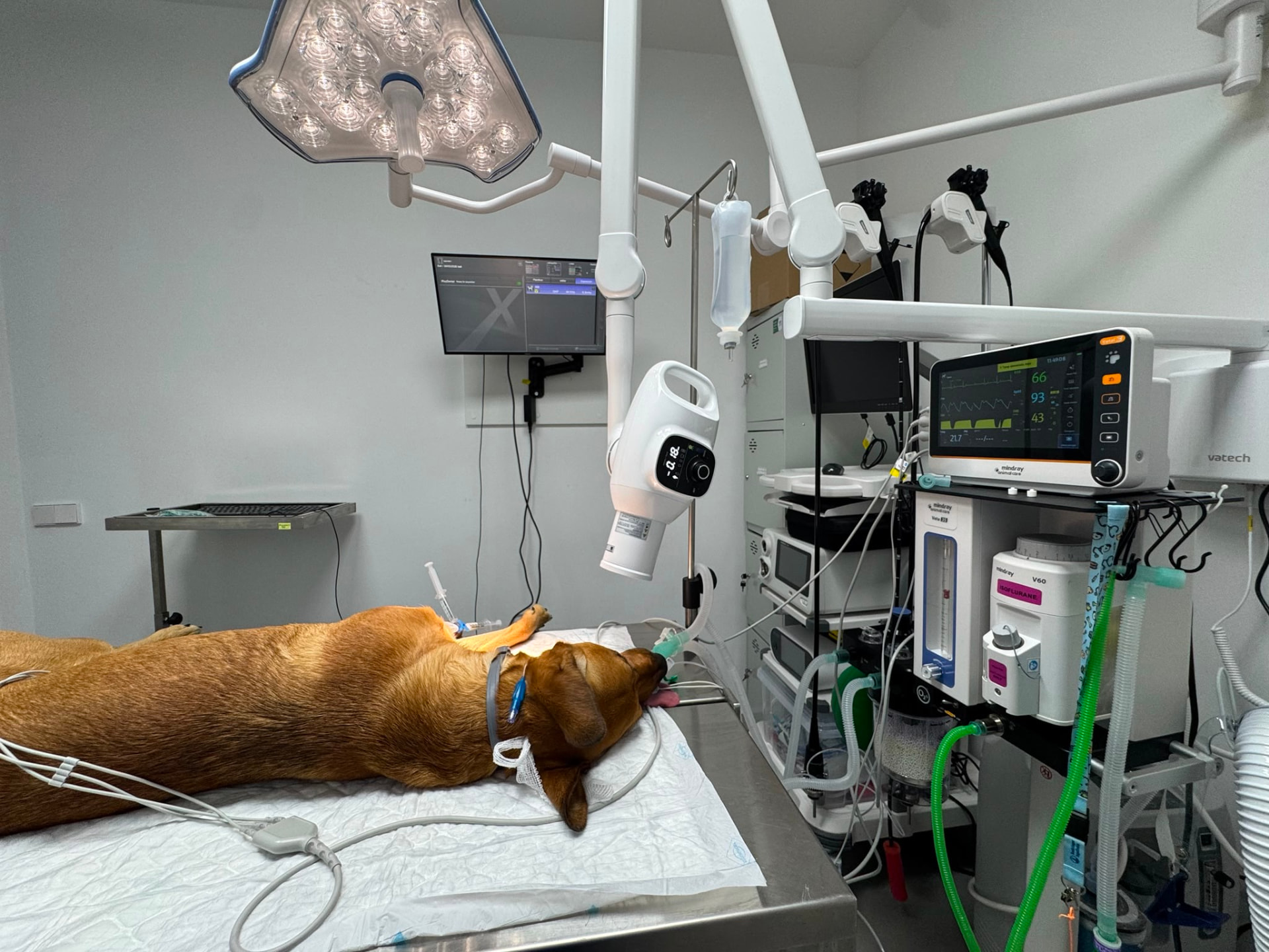 Quirófano veterinario con monitorización anestésica avanzada